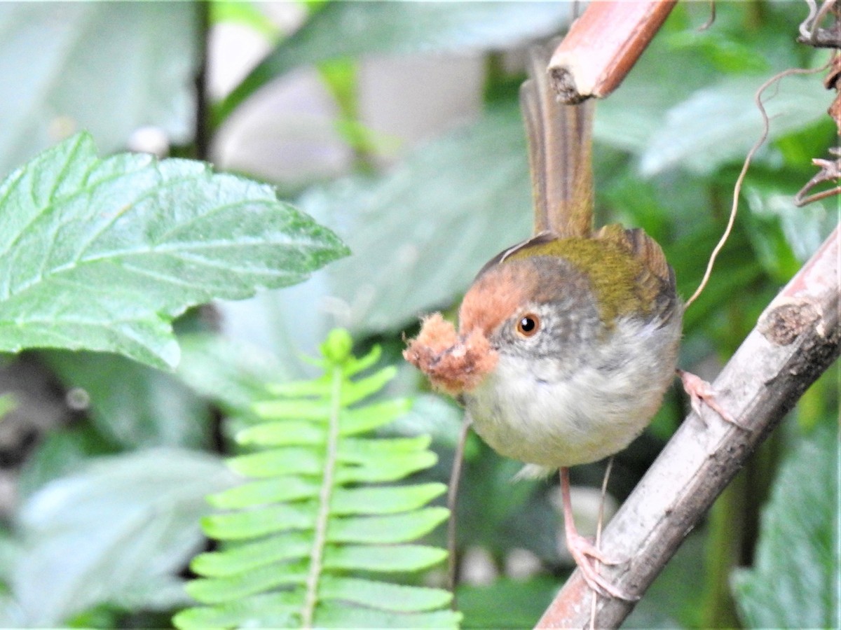 Common Tailorbird - ML639851325