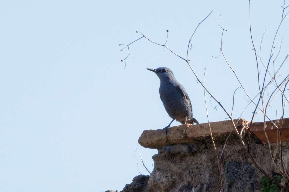Gökardıç - ML639851328