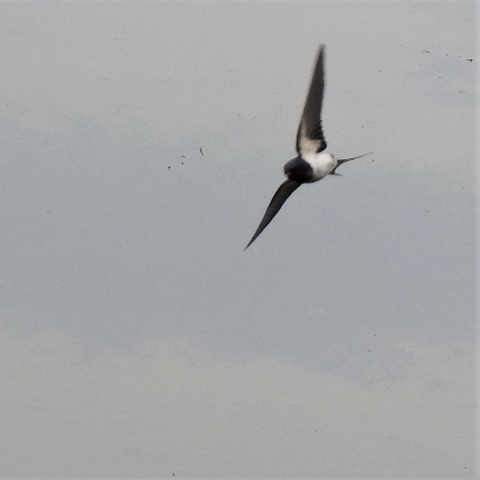 Barn Swallow - ML639851330