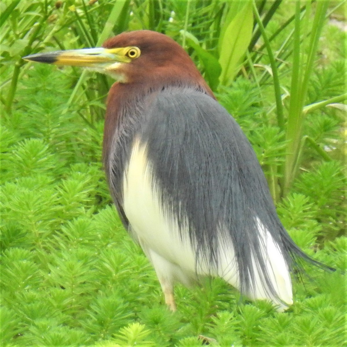 Chinese Pond-Heron - ML639851332