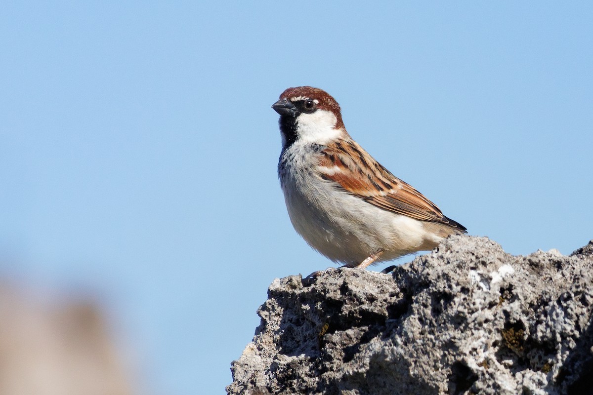 Italian Sparrow - ML639851336