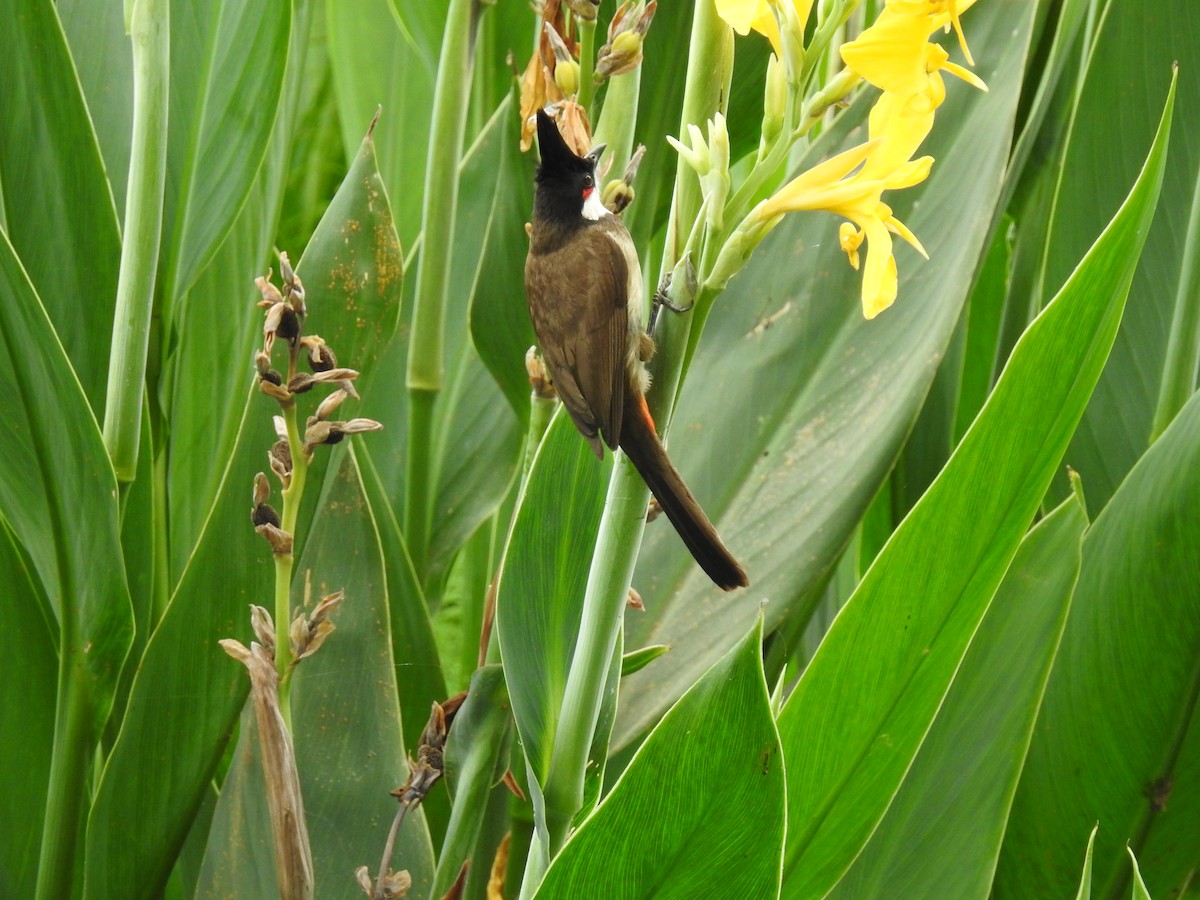 Red-whiskered Bulbul - ML639851339