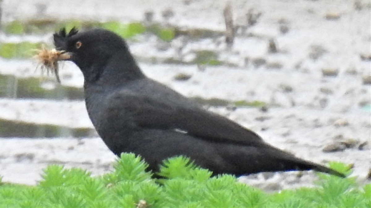 Crested Myna - ML639851343