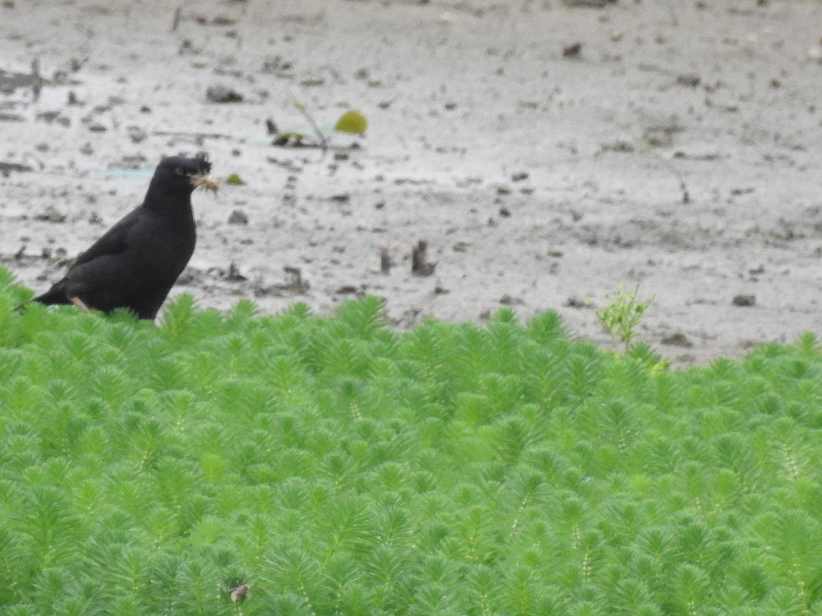 Crested Myna - ML639851344