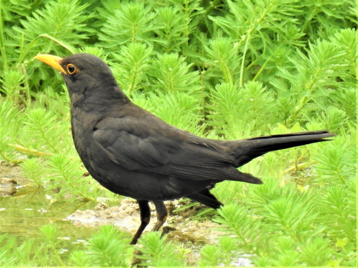Chinese Blackbird - ML639851346