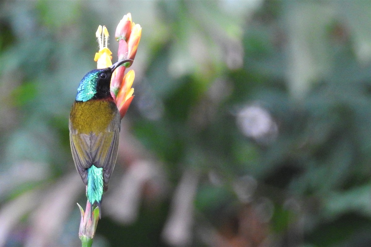 Fork-tailed Sunbird (Fork-tailed) - ML639851349