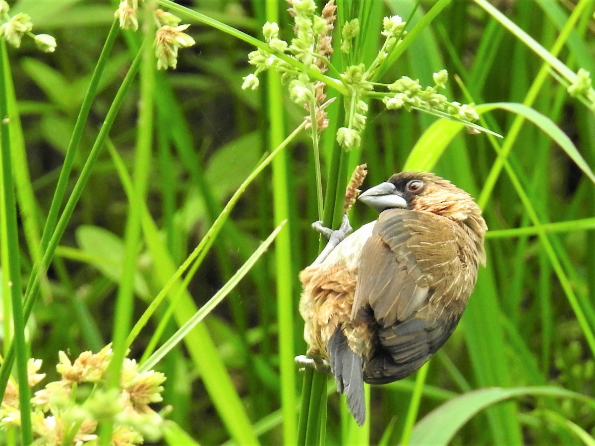 Scaly-breasted Munia - ML639851354