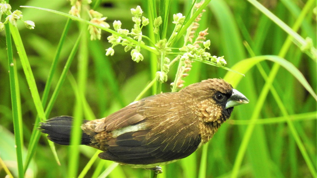Scaly-breasted Munia - ML639851355