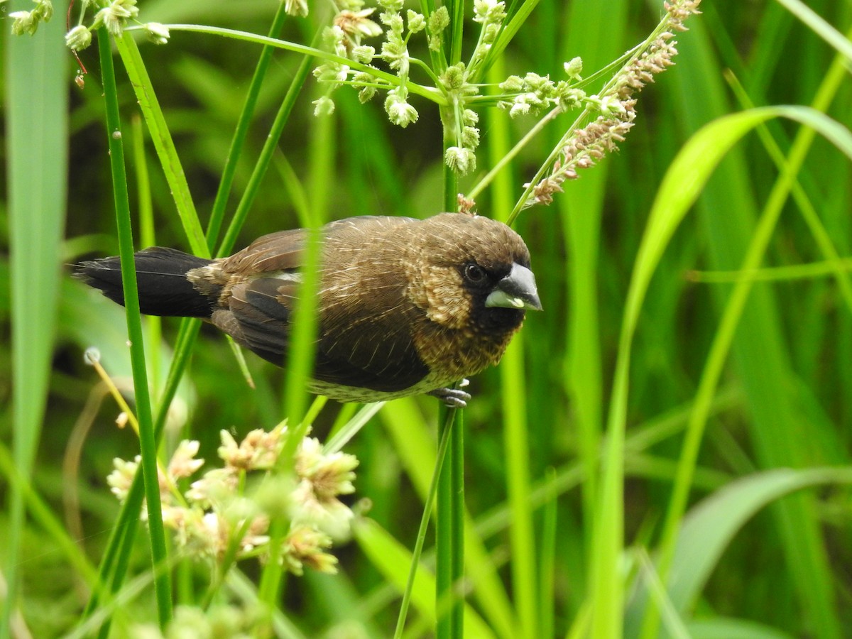 Scaly-breasted Munia - ML639851356