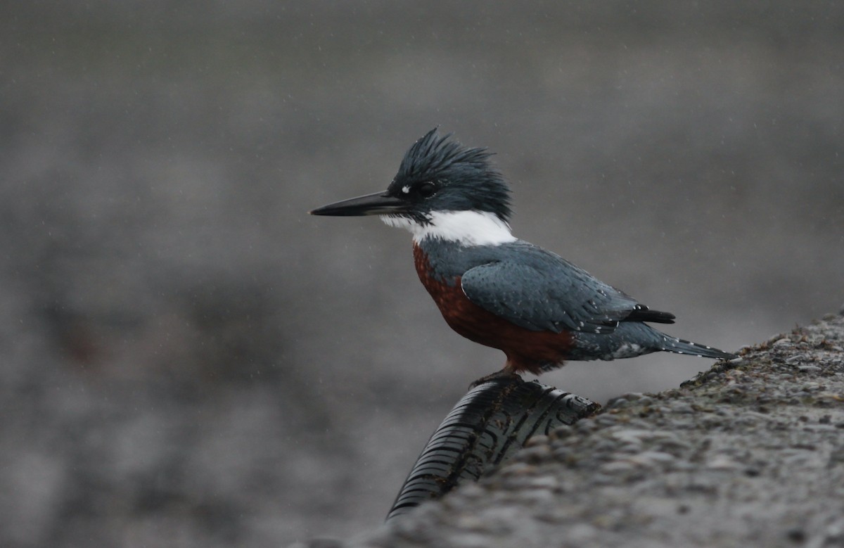 Ringed Kingfisher - ML639851357