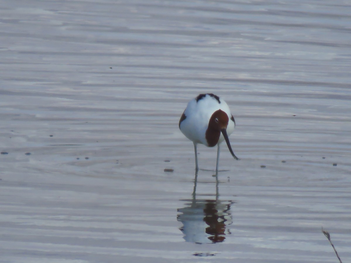 Avocette d'Australie - ML639851359