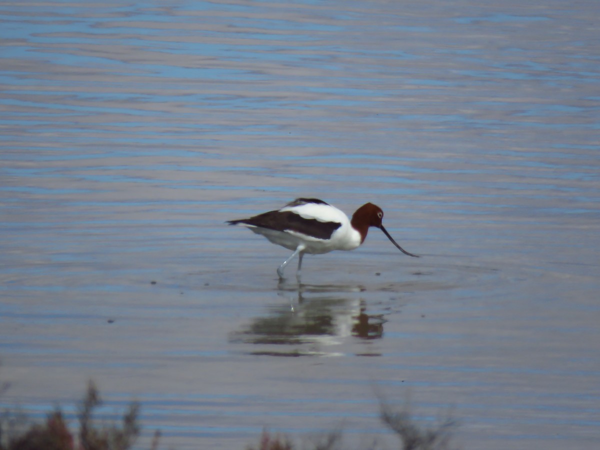 Avocette d'Australie - ML639851360