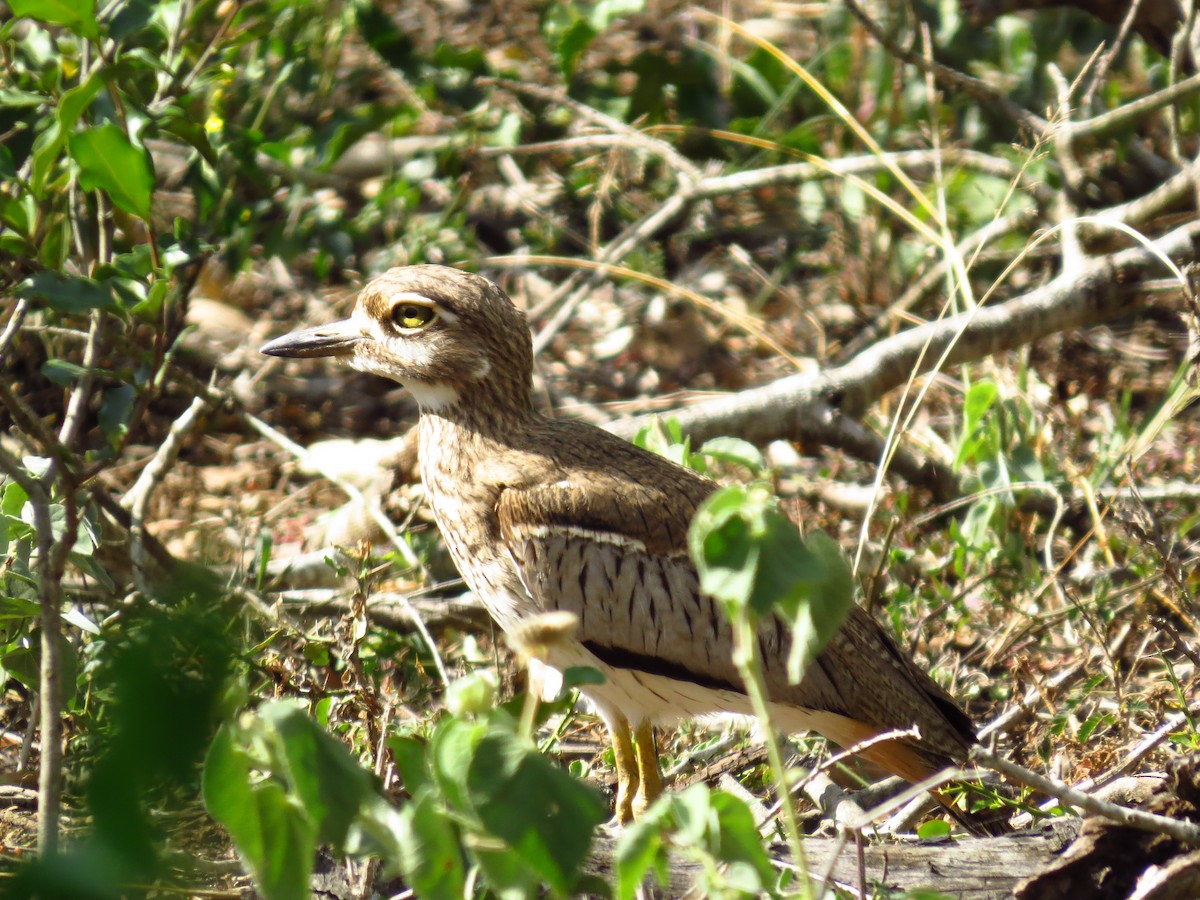 Water Thick-knee - ML639851368