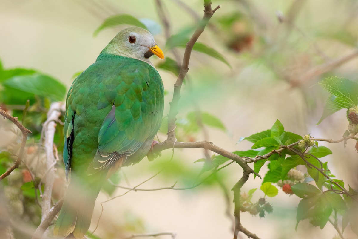 Black-chinned Fruit-Dove - ML639851371