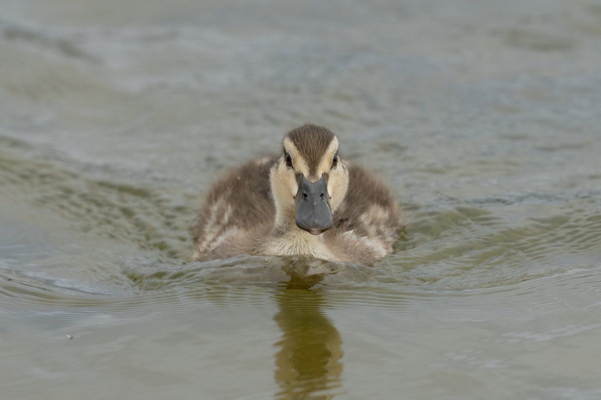 Mallard - ML639851403