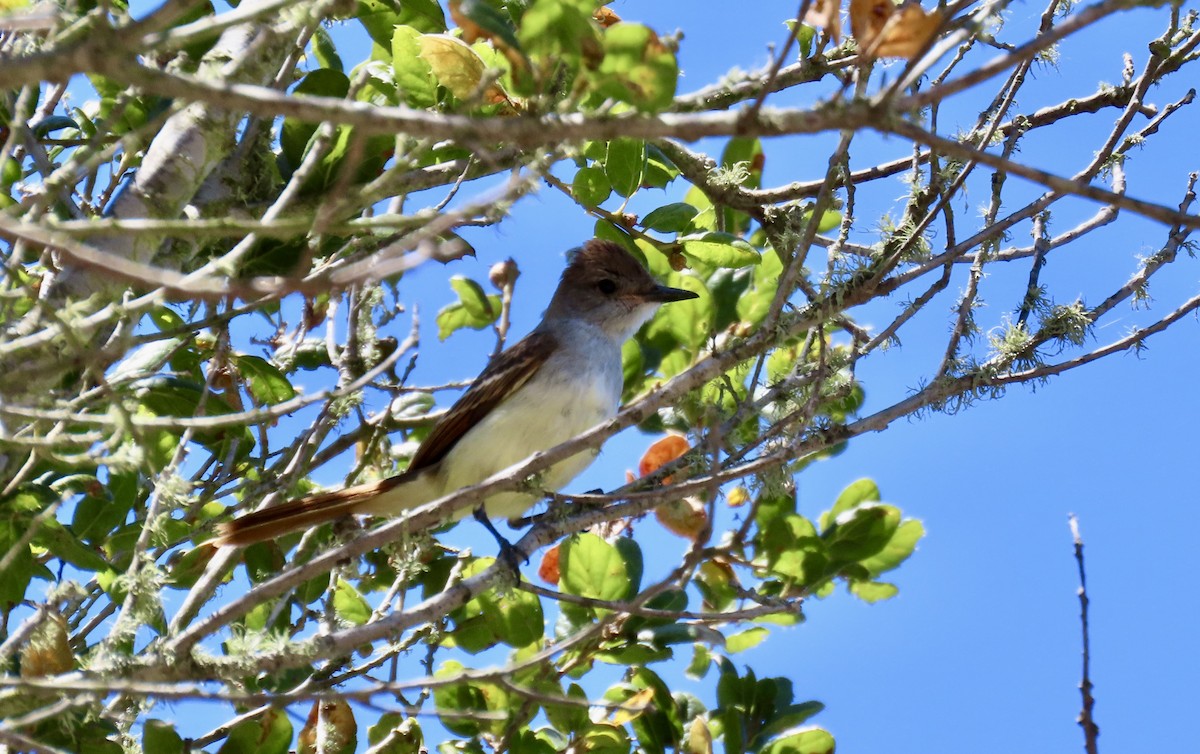 Ash-throated Flycatcher - ML639851428