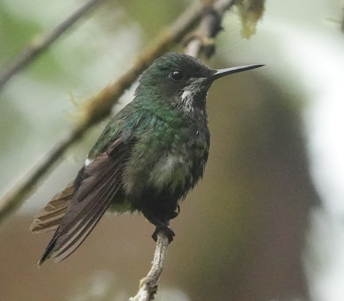 Green Thorntail - ML639851472