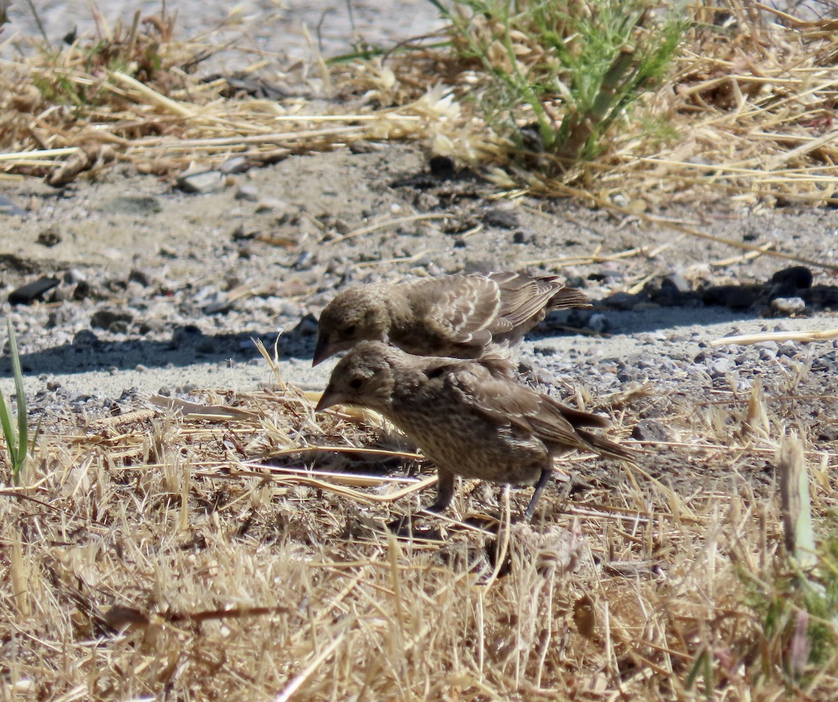 Brown-headed Cowbird - ML639851564