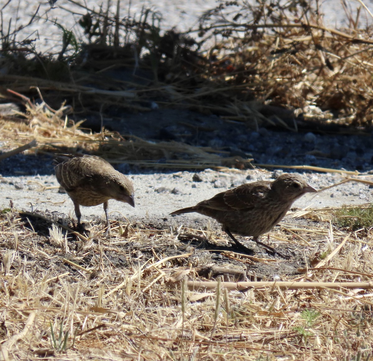 Brown-headed Cowbird - ML639851565