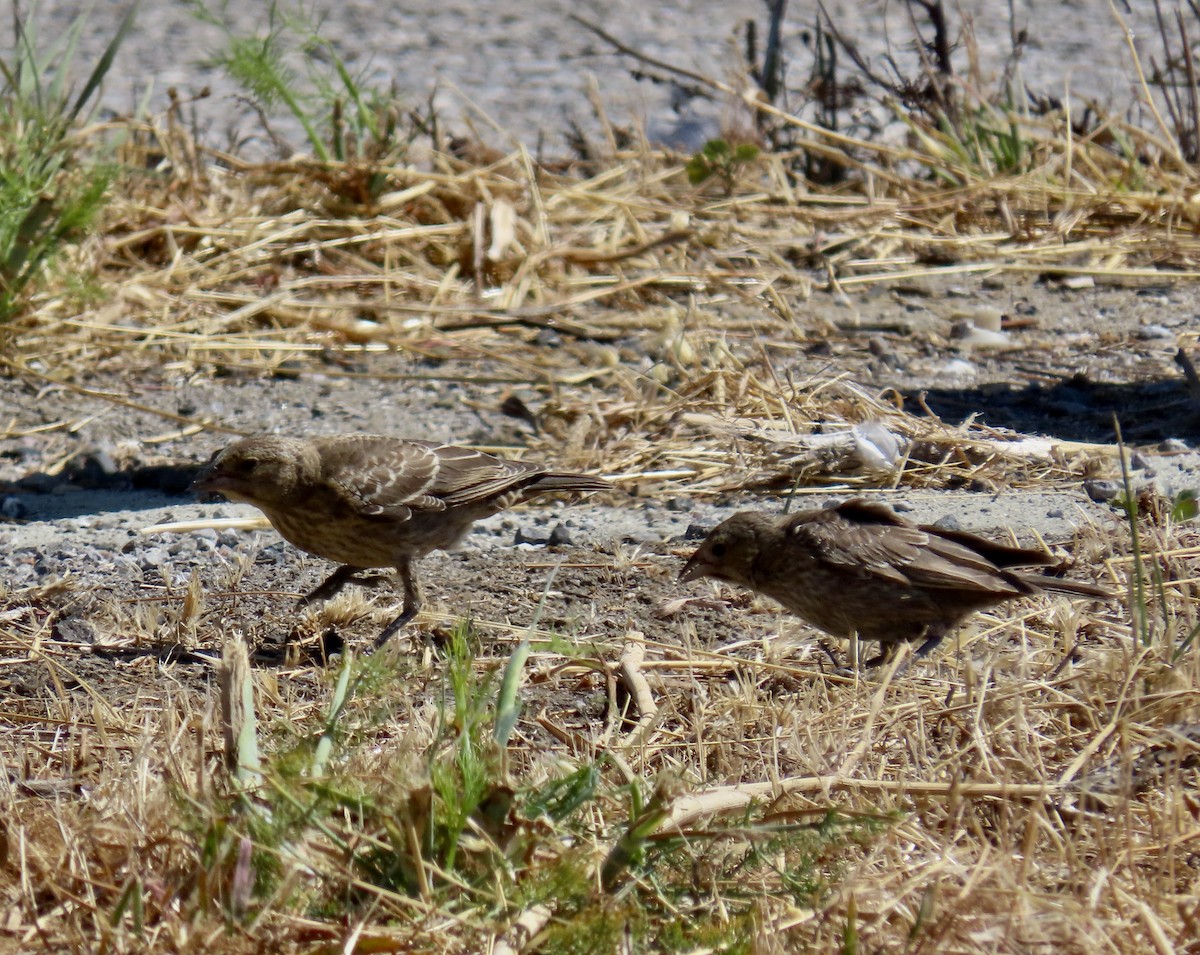 Brown-headed Cowbird - ML639851566