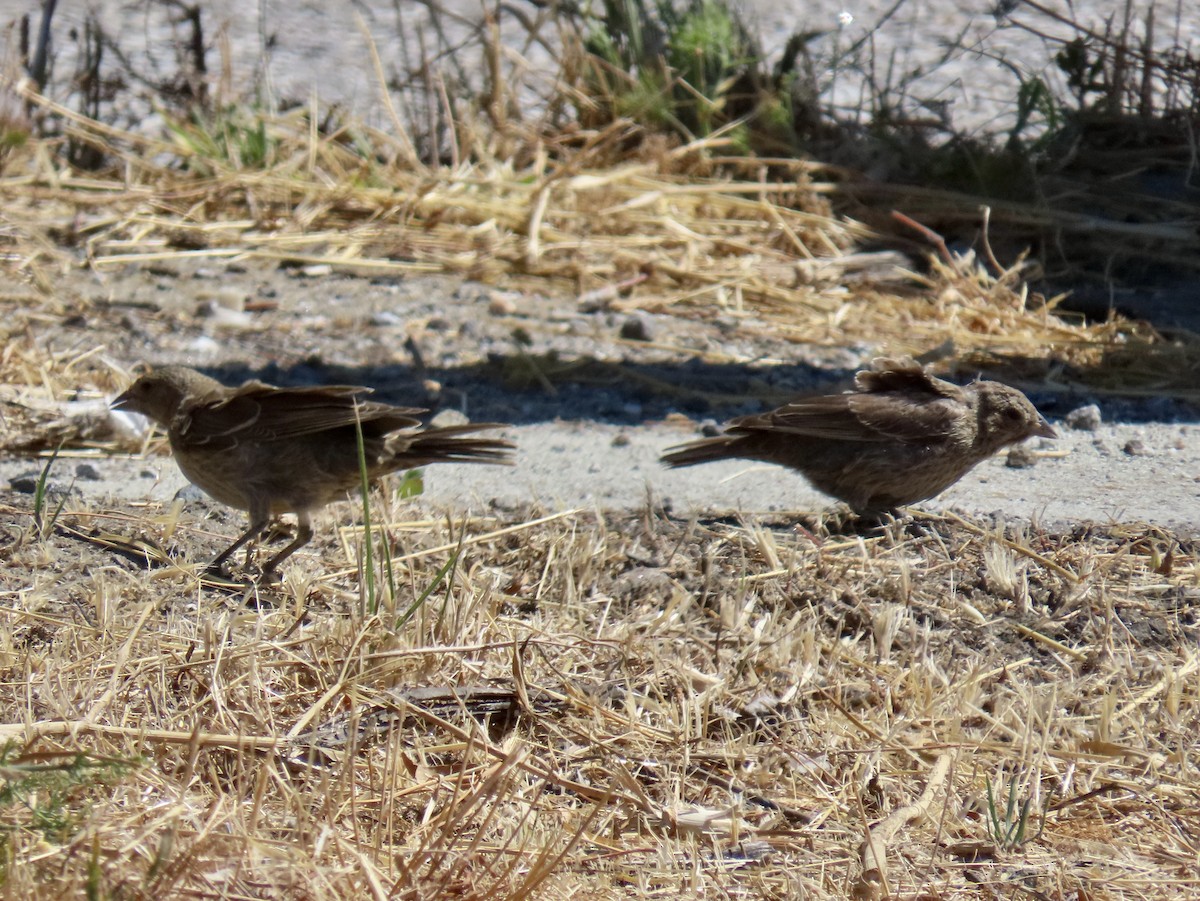 Brown-headed Cowbird - ML639851567