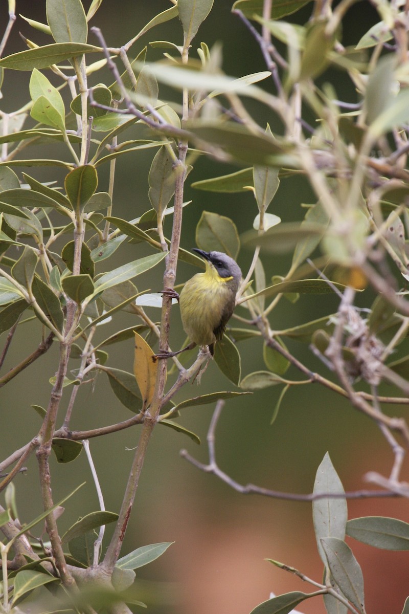 Gray-headed Honeyeater - ML639851580