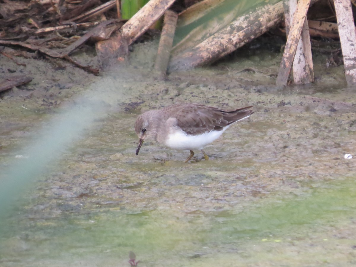Temminck's Stint - ML639851638