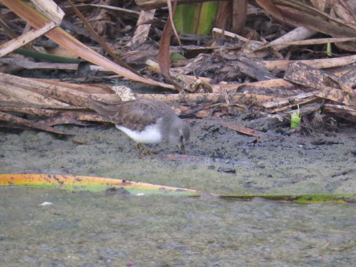 Temminck's Stint - ML639851639