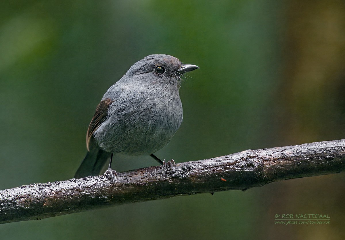Blue-gray Robin - ML639851745