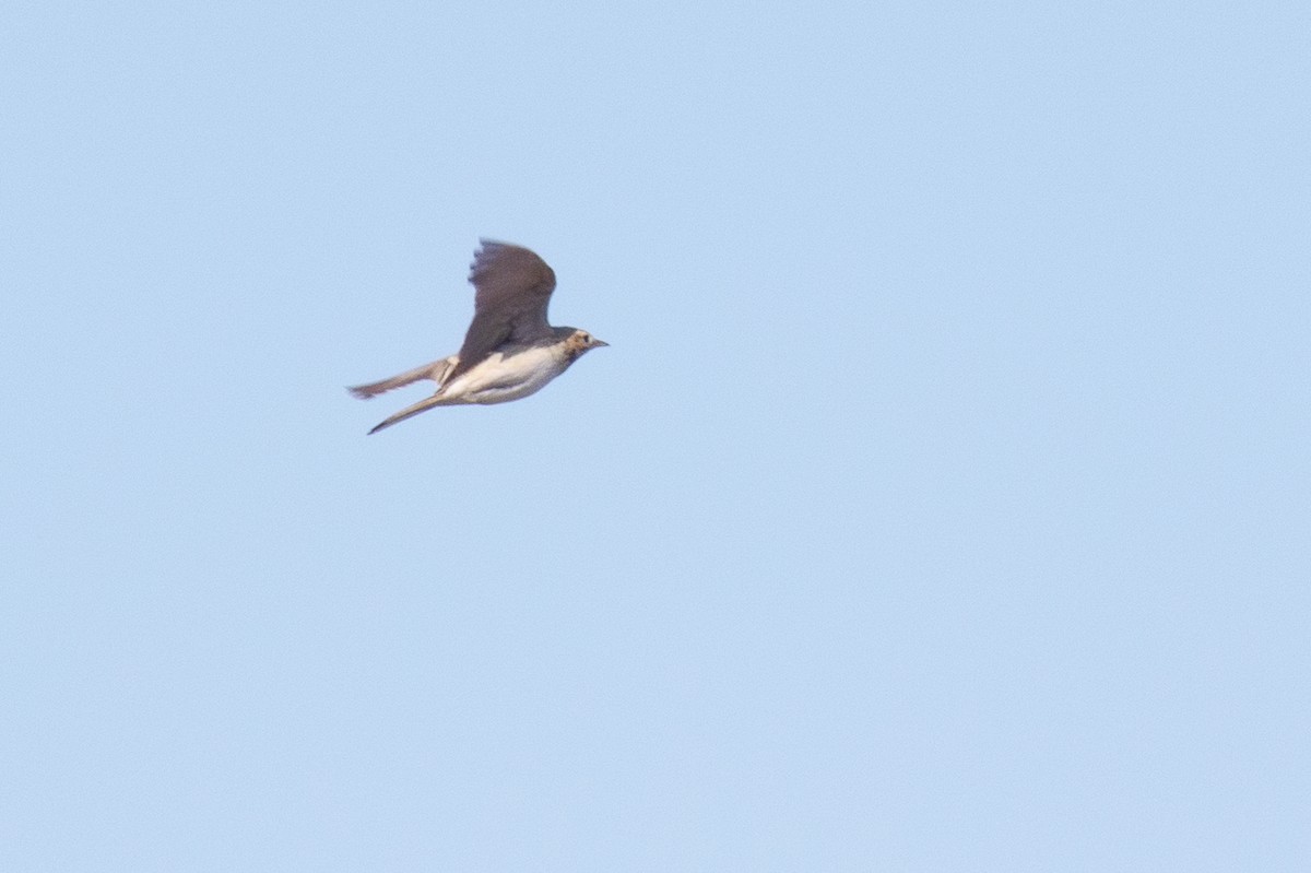 Richard's Pipit - ML639851755