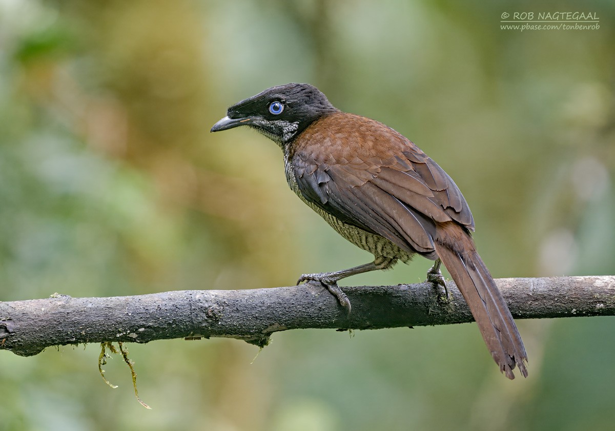 Western Parotia - ML639851759