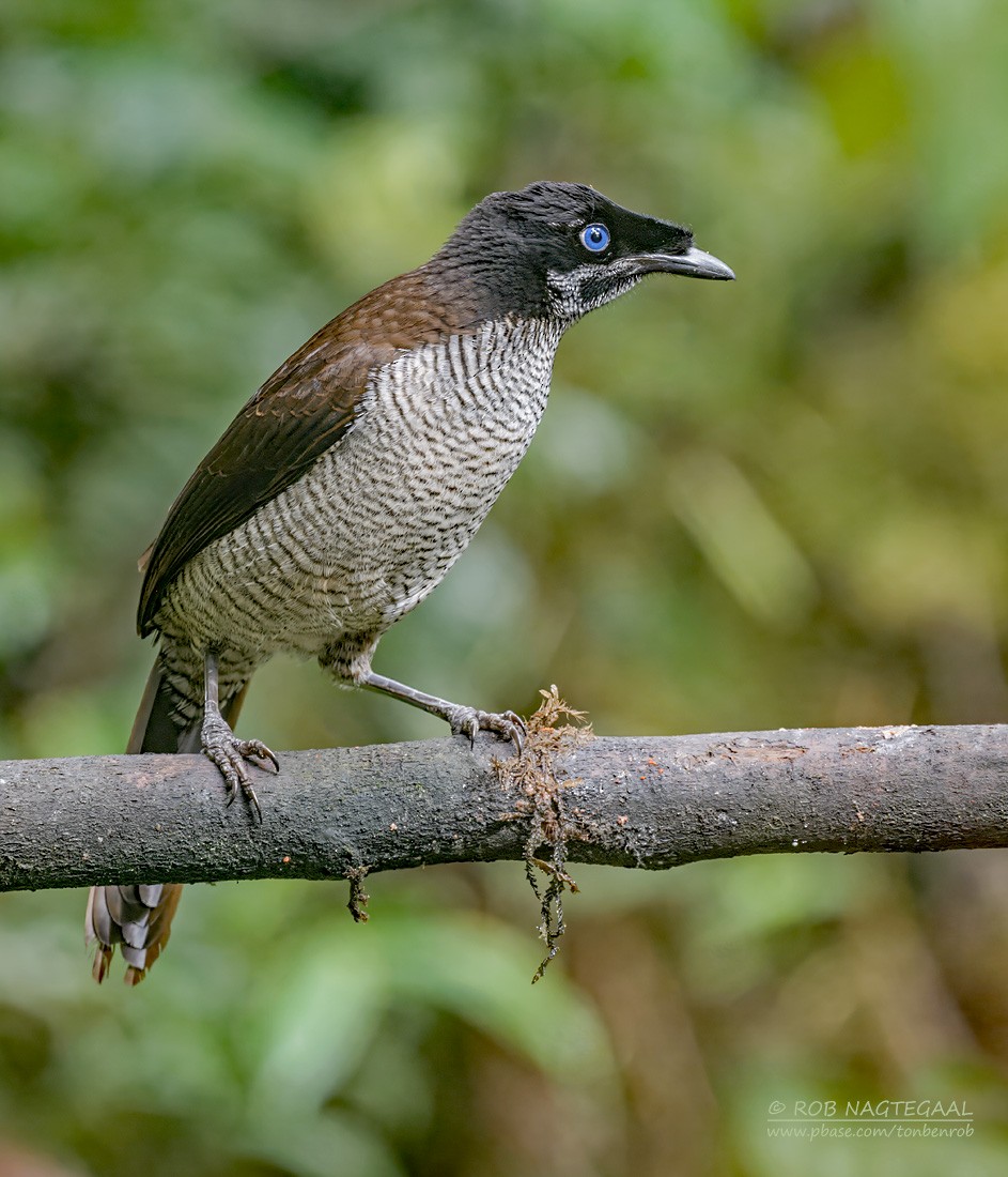 Western Parotia - ML639851760