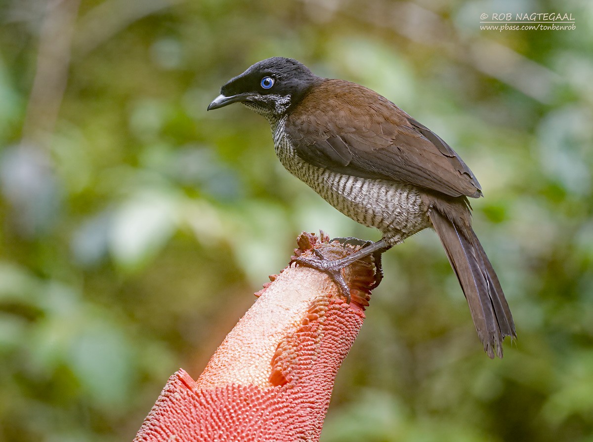 Western Parotia - ML639851761