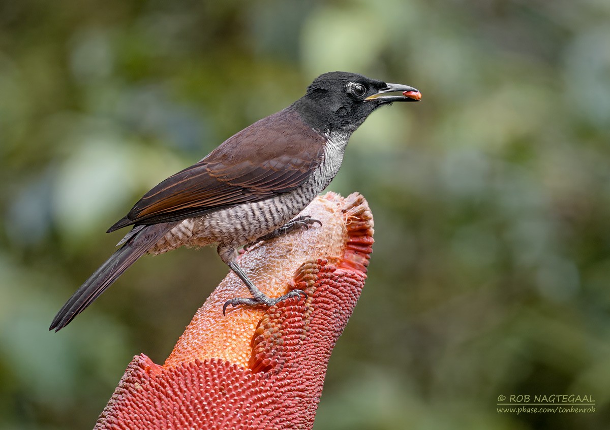 Vogelkop Lophorina - ML639851767