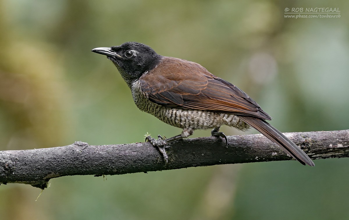Vogelkop Lophorina - ML639851768