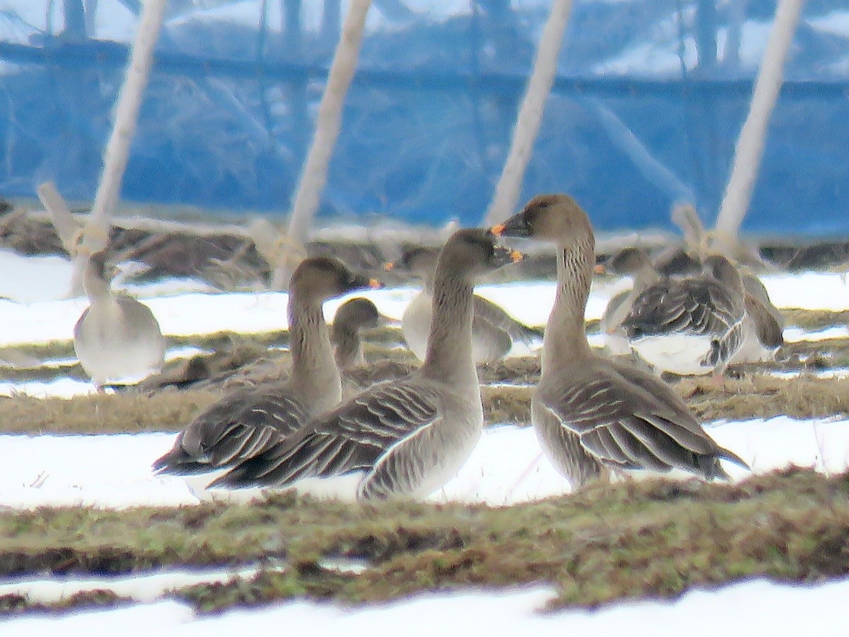 Tundra Bean-Goose - ML639851826