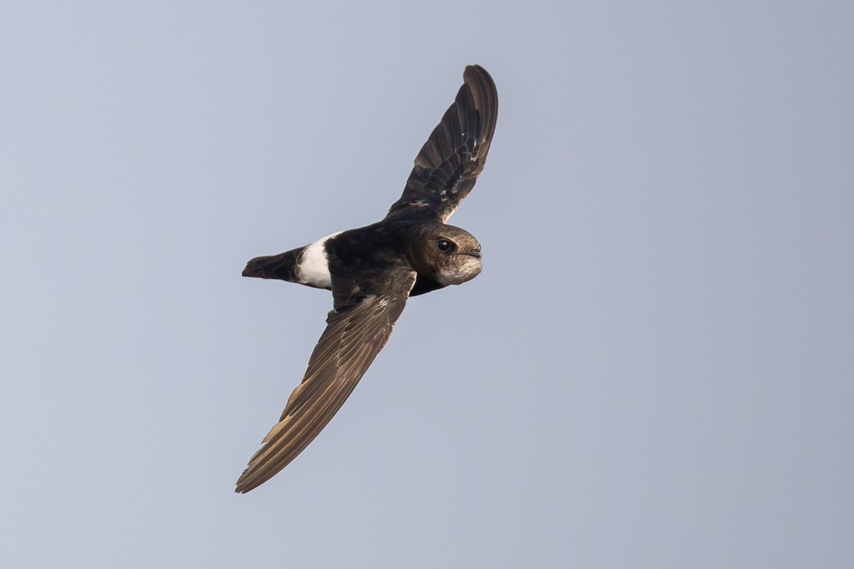 Little Swift - ML639851871