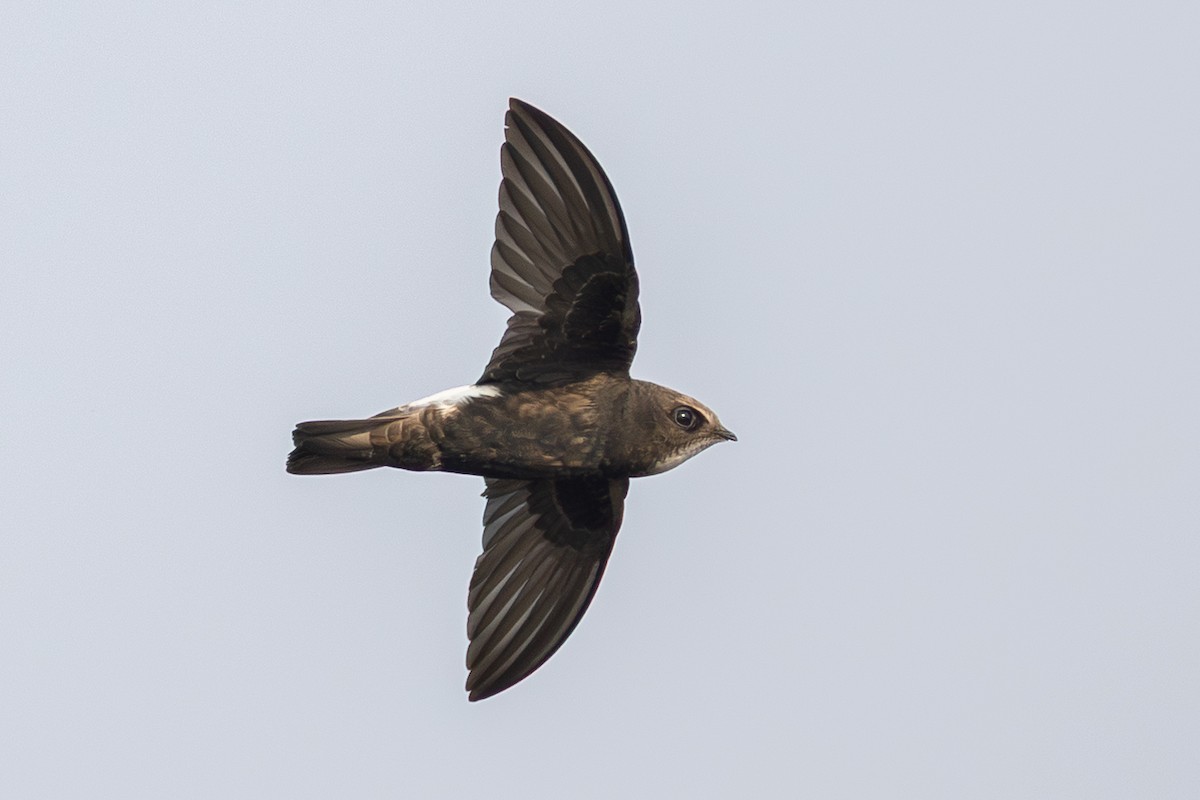 Little Swift - ML639851875