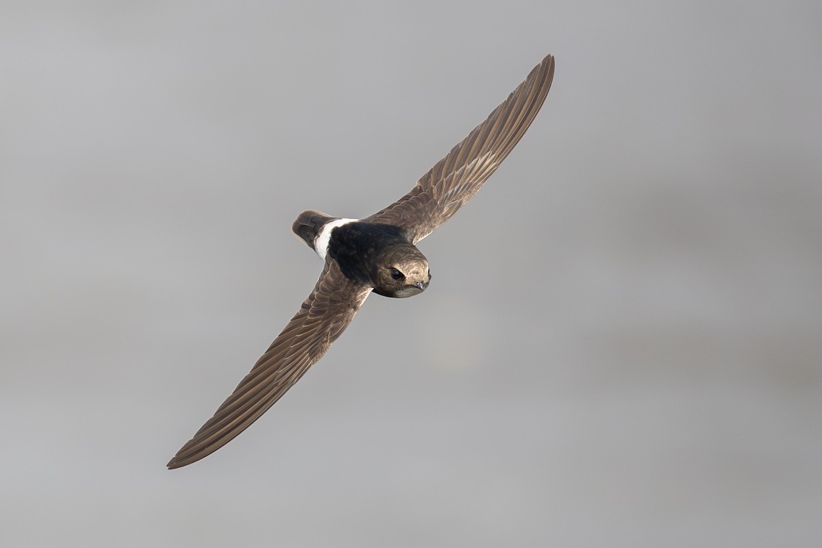 Little Swift - ML639851877