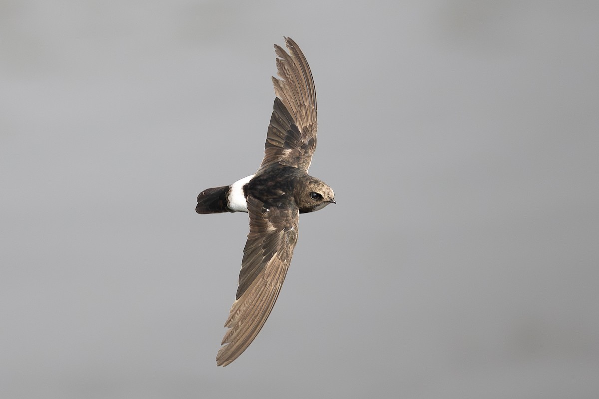 Little Swift - ML639851878