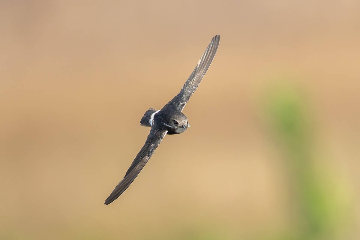 Little Swift - ML639851879