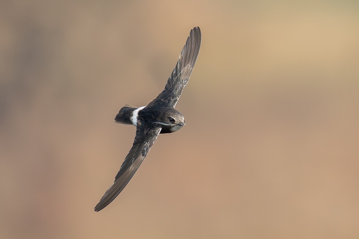 Little Swift - ML639851880
