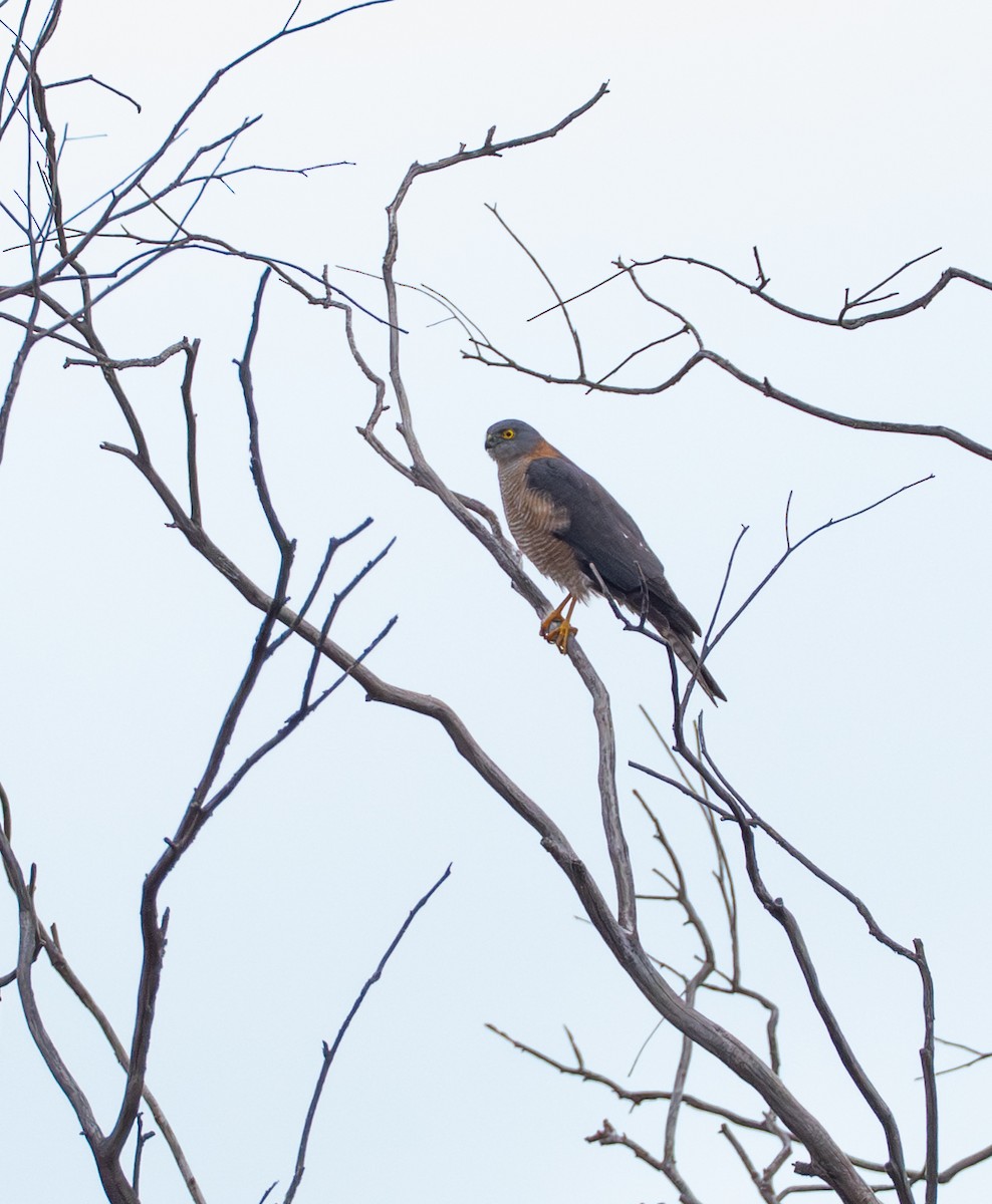 Collared Sparrowhawk - ML639851886