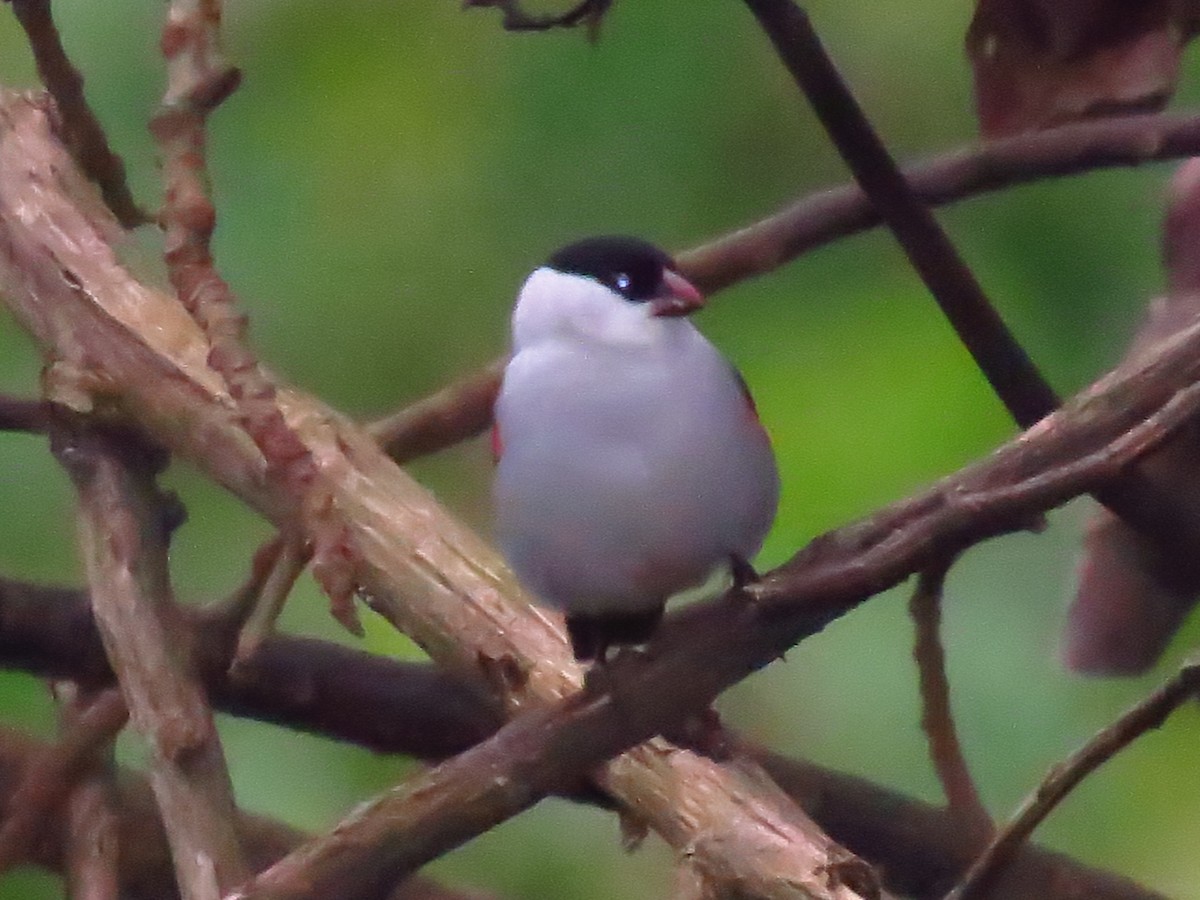 Black-crowned Waxbill - ML639851937