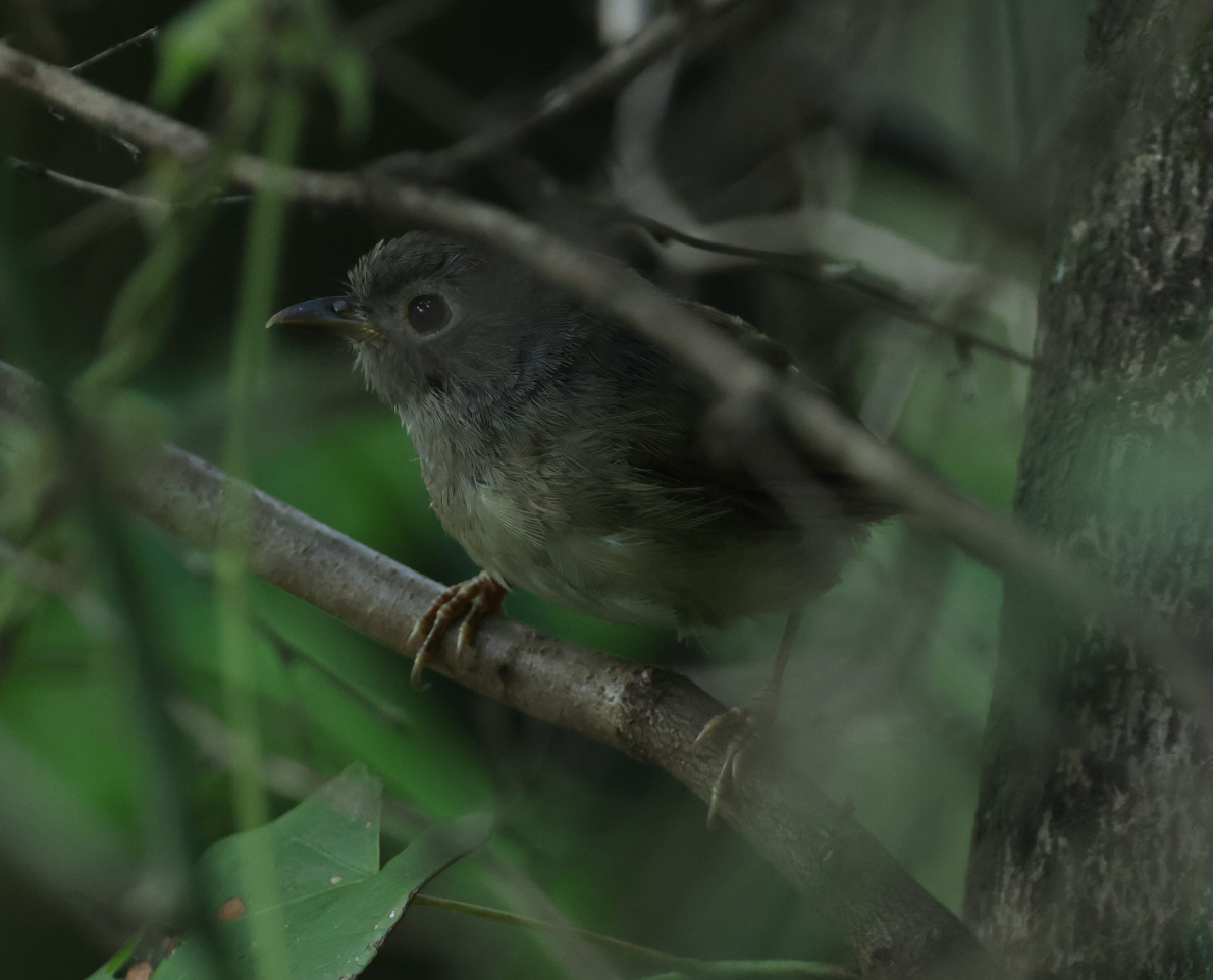 David's Fulvetta - ML639851944