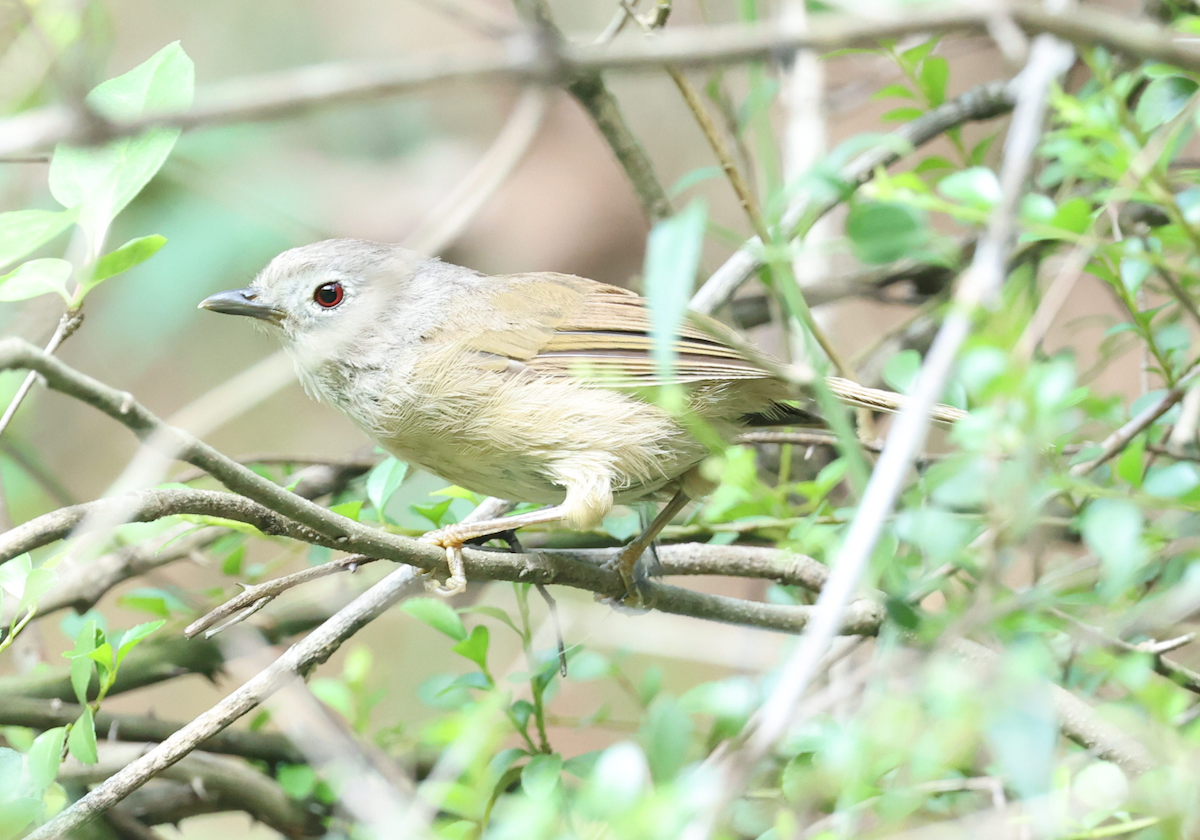 David's Fulvetta - ML639851945