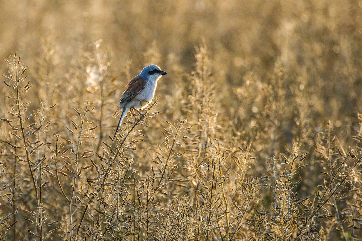 Kızıl Sırtlı Örümcekkuşu - ML639852025