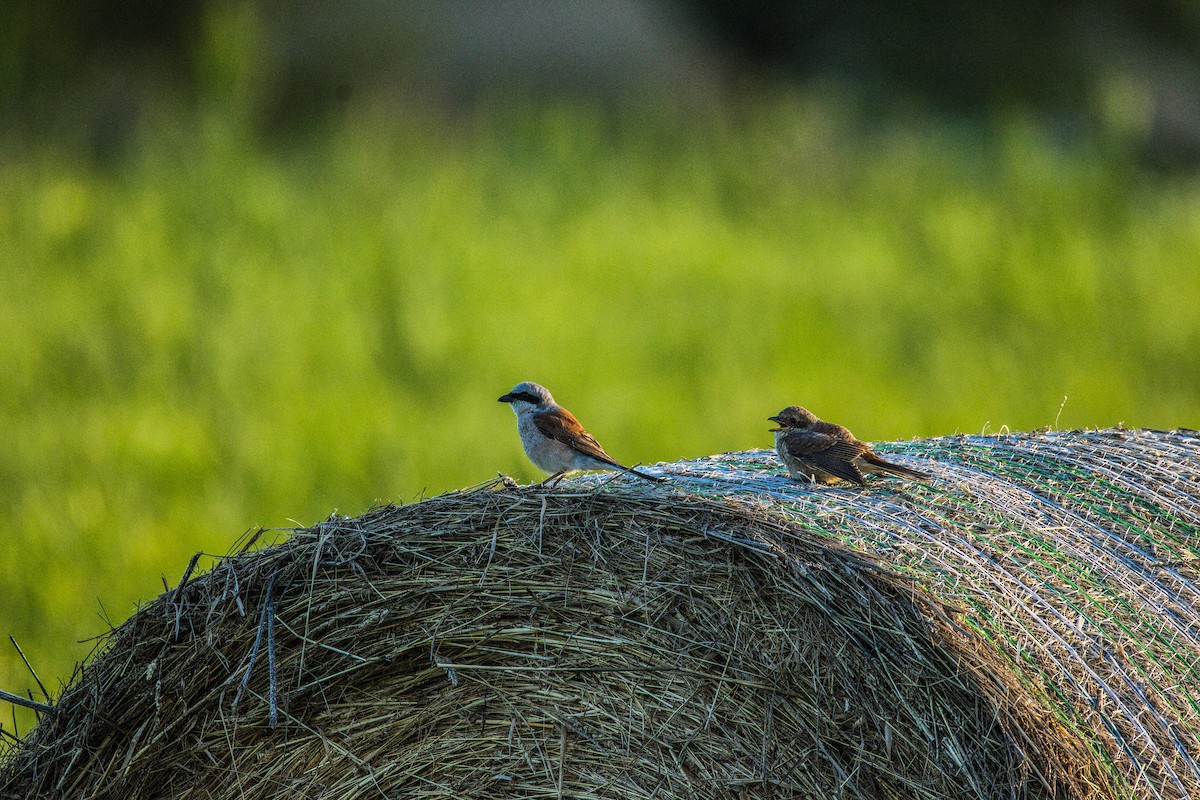 Kızıl Sırtlı Örümcekkuşu - ML639852026