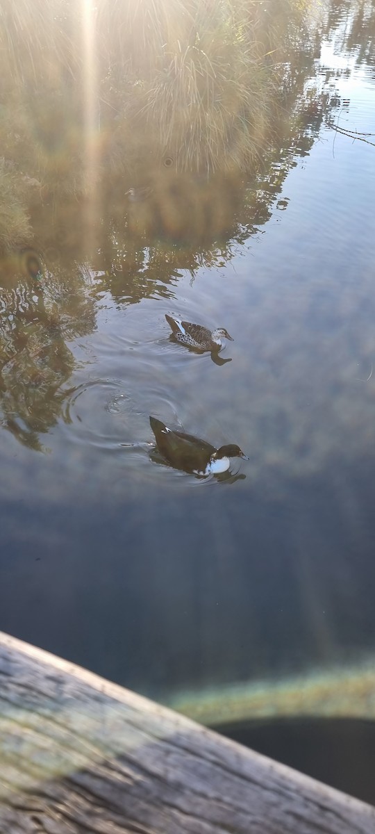 Muscovy Duck x Mallard (hybrid) - ML639852027