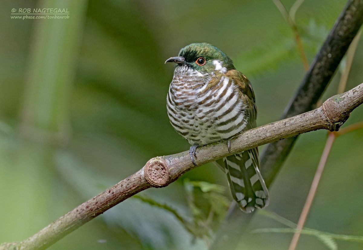 White-eared Bronze-Cuckoo - ML639852031